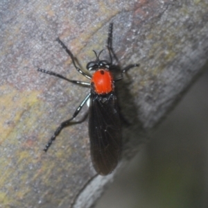 Cabasa pulchella at Kosciuszko National Park, NSW - 7 Feb 2021