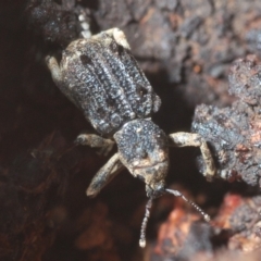 Aades cultratus (Weevil) at Kosciuszko National Park - 7 Feb 2021 by Harrisi