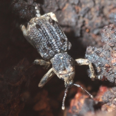 Aades cultratus (Weevil) at Kosciuszko National Park - 7 Feb 2021 by Harrisi