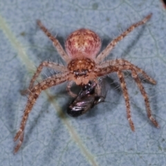 Sparassidae (family) (A Huntsman Spider) at Melba, ACT - 12 Feb 2021 by kasiaaus