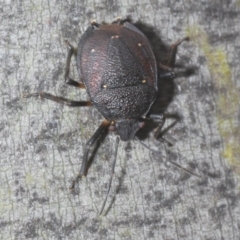 Platycoris rugosus (Shield bug) at Kosciuszko National Park, NSW - 7 Feb 2021 by Harrisi