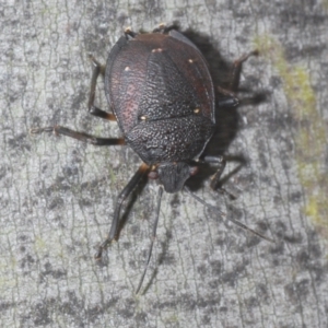 Platycoris rugosus at Kosciuszko National Park, NSW - 7 Feb 2021 04:03 PM