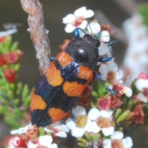 Castiarina thomsoni at Kosciuszko National Park, NSW - 7 Feb 2021 04:09 PM