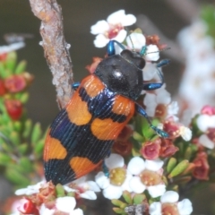 Castiarina thomsoni (A jewel beetle) at Kosciuszko National Park, NSW - 7 Feb 2021 by Harrisi