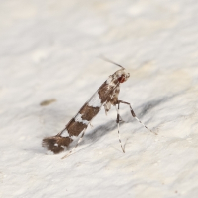 Acrocercops irrorata (A Leaf Miner (Gracillariidae)) at Melba, ACT - 12 Feb 2021 by kasiaaus