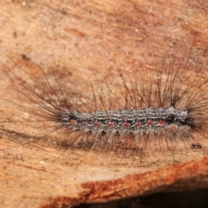 Anestia (genus) at Melba, ACT - 12 Feb 2021 10:54 PM