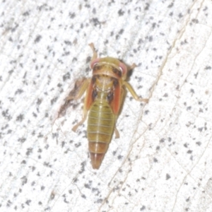 Cicadellidae (family) at Kosciuszko National Park, NSW - 7 Feb 2021