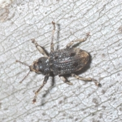 Aades cultratus (Weevil) at Kosciuszko National Park - 7 Feb 2021 by Harrisi