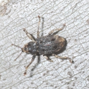 Aades cultratus at Kosciuszko National Park, NSW - 7 Feb 2021