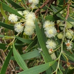 Acacia implexa (Hickory Wattle, Lightwood) at Cook, ACT - 10 Feb 2021 by drakes