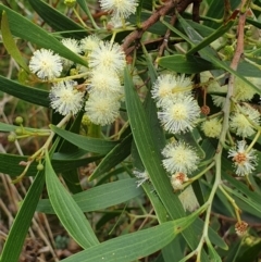 Acacia implexa (Hickory Wattle, Lightwood) at Cook, ACT - 9 Feb 2021 by drakes