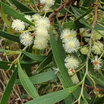 Acacia implexa (Hickory Wattle, Lightwood) at Cook, ACT - 10 Feb 2021 by drakes
