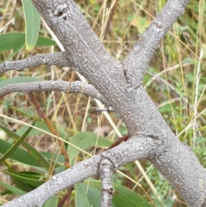 Acacia implexa at Cook, ACT - 10 Feb 2021