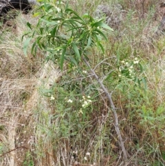 Acacia implexa at Cook, ACT - 10 Feb 2021