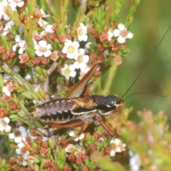 Austrodectes monticolus (Australian shield-back katydid) at Kosciuszko National Park - 7 Feb 2021 by Harrisi