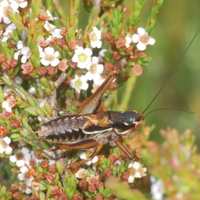 Austrodectes monticolus (Australian shield-back katydid) at Kosciuszko National Park - 7 Feb 2021 by Harrisi