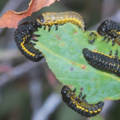 Chrysomelidae sp. (family) (Unidentified Leaf Beetle) at Kosciuszko National Park - 7 Feb 2021 by Harrisi