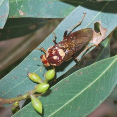 Pergagrapta polita (Sawfly) at Kosciuszko National Park, NSW - 8 Feb 2021 by Harrisi
