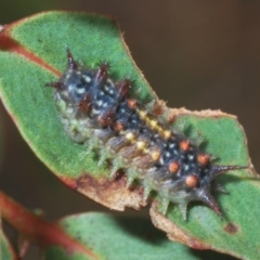 Doratifera quadriguttata and casta (Four-spotted Cup Moth) at Kosciuszko National Park, NSW - 7 Feb 2021 by Harrisi