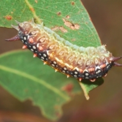 Doratifera quadriguttata and casta (Four-spotted Cup Moth) at Kosciuszko National Park, NSW - 7 Feb 2021 by Harrisi