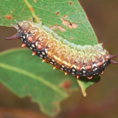 Doratifera quadriguttata and casta (Four-spotted Cup Moth) at Kosciuszko National Park, NSW - 7 Feb 2021 by Harrisi