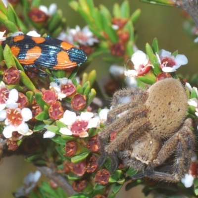 Isopeda (genus) (Huntsman Spider) at Kosciuszko National Park, NSW - 8 Feb 2021 by Harrisi