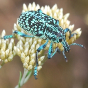 Chrysolopus spectabilis at Kosciuszko National Park, NSW - 8 Feb 2021