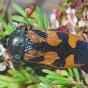 Castiarina helmsi at Kosciuszko National Park, NSW - 8 Feb 2021