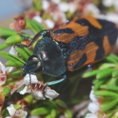 Castiarina helmsi at Kosciuszko National Park, NSW - 8 Feb 2021 11:02 PM