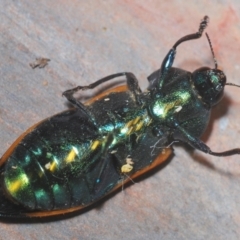 Castiarina helmsi at Kosciuszko National Park, NSW - 8 Feb 2021