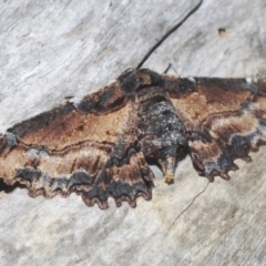 Pholodes sinistraria (Sinister or Frilled Bark Moth) at Goorooyarroo NR (ACT) - 9 Feb 2021 by Harrisi
