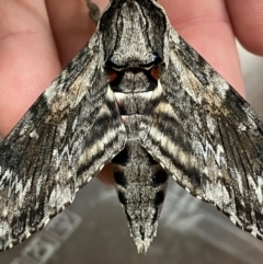 Agrius convolvuli (Convolvulus Hawk Moth) at Pialligo, ACT - 13 Feb 2021 by Ghostbat