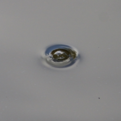 Unverified Insect at Wodonga - 13 Feb 2021 by KylieWaldon