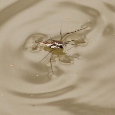 Tenagogerris euphrosyne (Water Strider) at Wodonga, VIC - 13 Feb 2021 by KylieWaldon