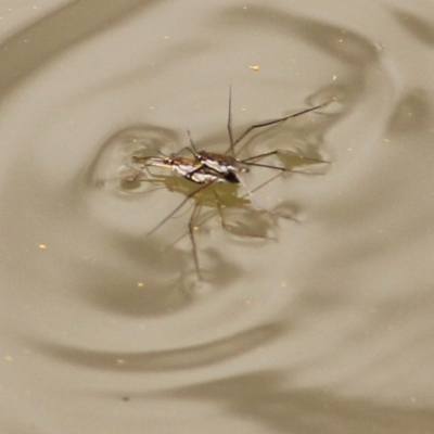 Tenagogerris euphrosyne (Water Strider) at Wodonga - 13 Feb 2021 by Kyliegw