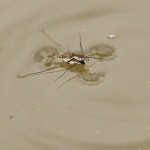 Tenagogerris euphrosyne at Wodonga, VIC - 13 Feb 2021