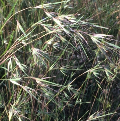 Themeda triandra (Kangaroo Grass) at Yarramundi Grassland
 - 26 Nov 2020 by JaneR