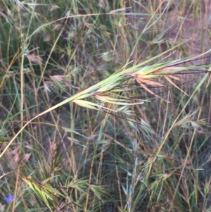 Themeda triandra at Downer, ACT - 26 Nov 2020 05:42 PM