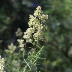 Cassinia quinquefaria (Rosemary Cassinia) at O'Connor, ACT - 7 Feb 2021 by ConBoekel