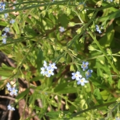 Myosotis laxa subsp. caespitosa (Water Forget-me-not) at Downer, ACT - 26 Nov 2020 by JaneR