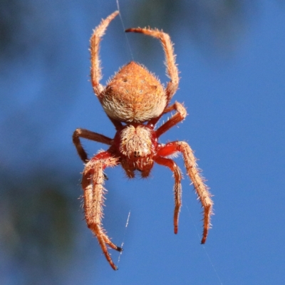 Hortophora sp. (genus) (Garden orb weaver) at Dryandra St Woodland - 6 Feb 2021 by ConBoekel