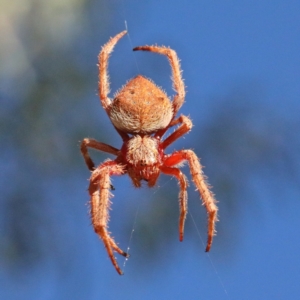 Hortophora sp. (genus) at O'Connor, ACT - 7 Feb 2021