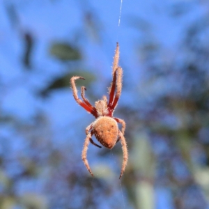 Hortophora sp. (genus) at O'Connor, ACT - 7 Feb 2021 08:27 AM