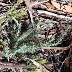 Melichrus urceolatus (Urn Heath) at O'Connor, ACT - 6 Feb 2021 by ConBoekel