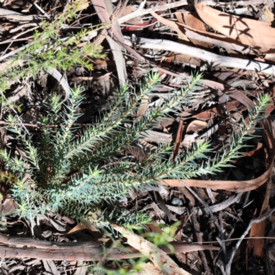 Melichrus urceolatus (Urn Heath) at Dryandra St Woodland - 6 Feb 2021 by ConBoekel