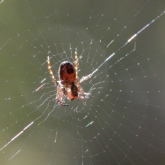 Plebs eburnus (Eastern bush orb-weaver) at O'Connor, ACT - 7 Feb 2021 by ConBoekel