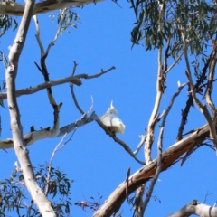 Cacatua galerita (Sulphur-crested Cockatoo) at Dryandra St Woodland - 6 Feb 2021 by ConBoekel