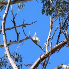 Cacatua galerita (Sulphur-crested Cockatoo) at O'Connor, ACT - 6 Feb 2021 by ConBoekel