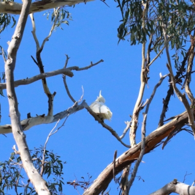 Cacatua galerita (Sulphur-crested Cockatoo) at O'Connor, ACT - 6 Feb 2021 by ConBoekel