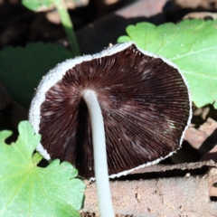 Coprinellus etc. (An Inkcap) at Dryandra St Woodland - 6 Feb 2021 by ConBoekel